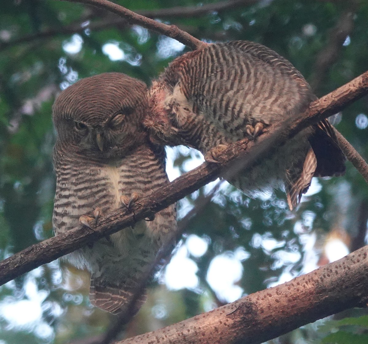 Jungle Owlet - ML643179673