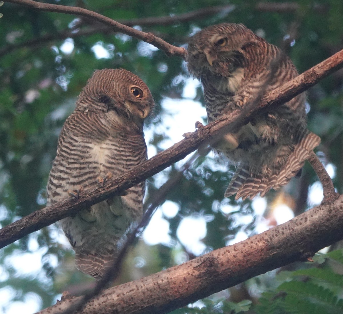 Jungle Owlet - ML643179674