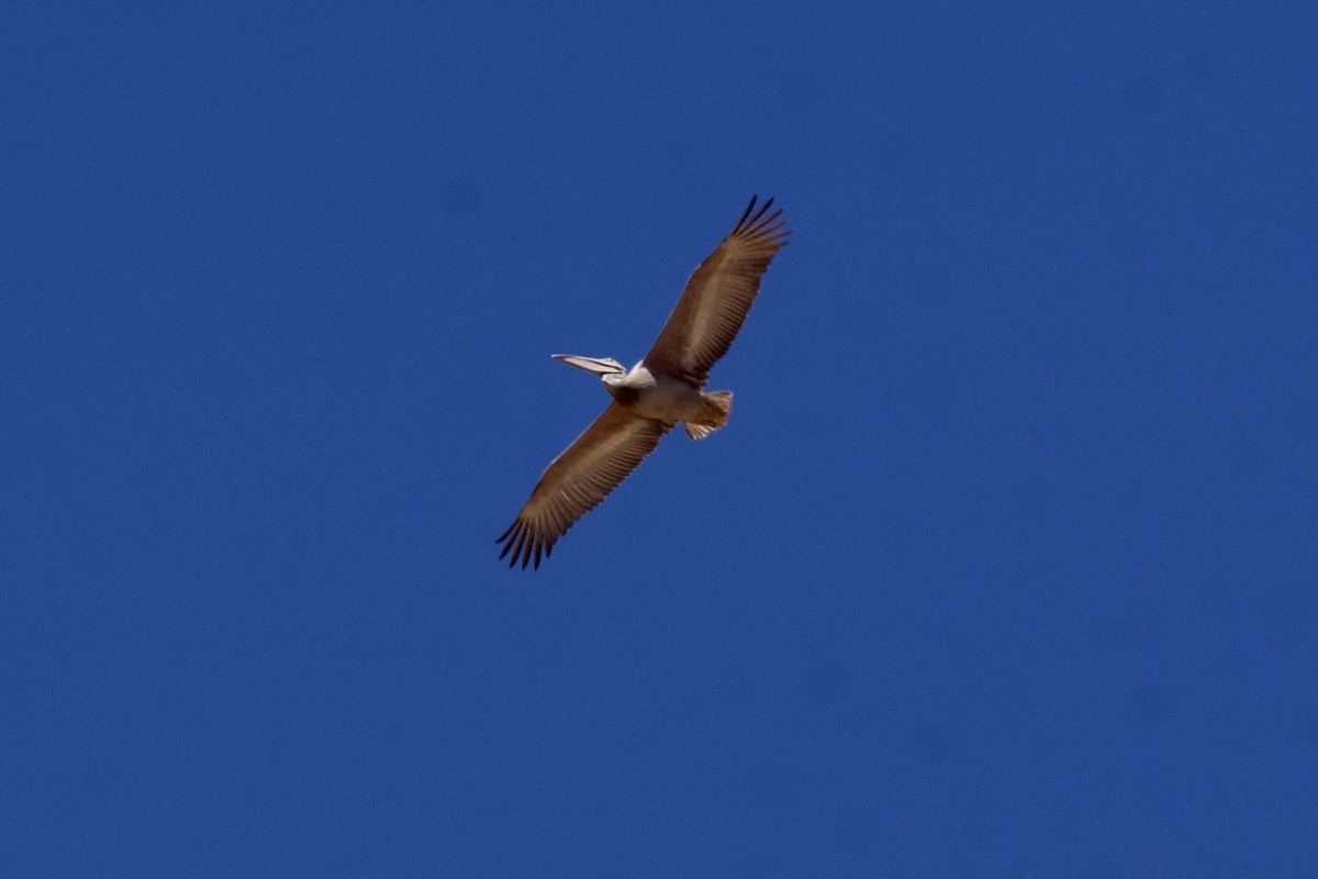 Pink-backed Pelican - ML643179685