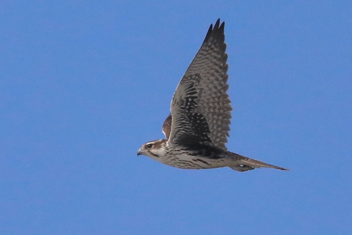 Prairie Falcon - ML643179686