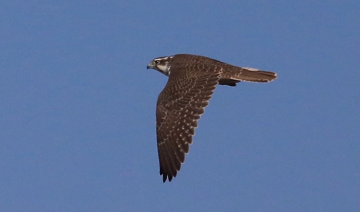 Prairie Falcon - ML643179687