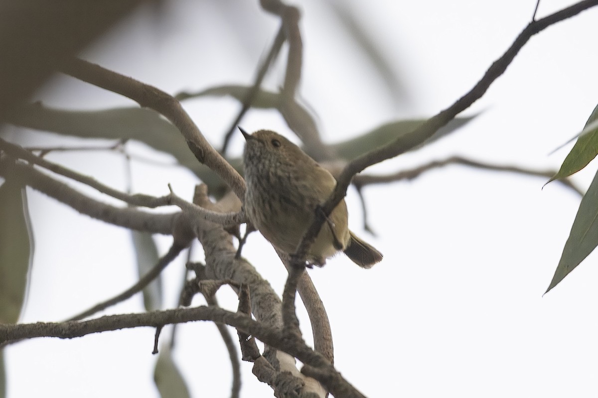 Brown Thornbill - ML643179689