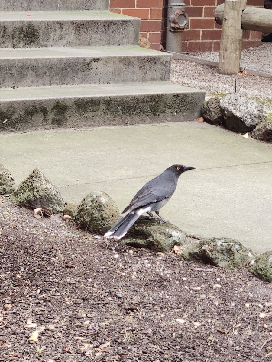 Pied Currawong - ML643179719