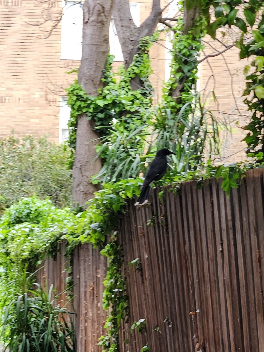 Pied Currawong - ML643179720