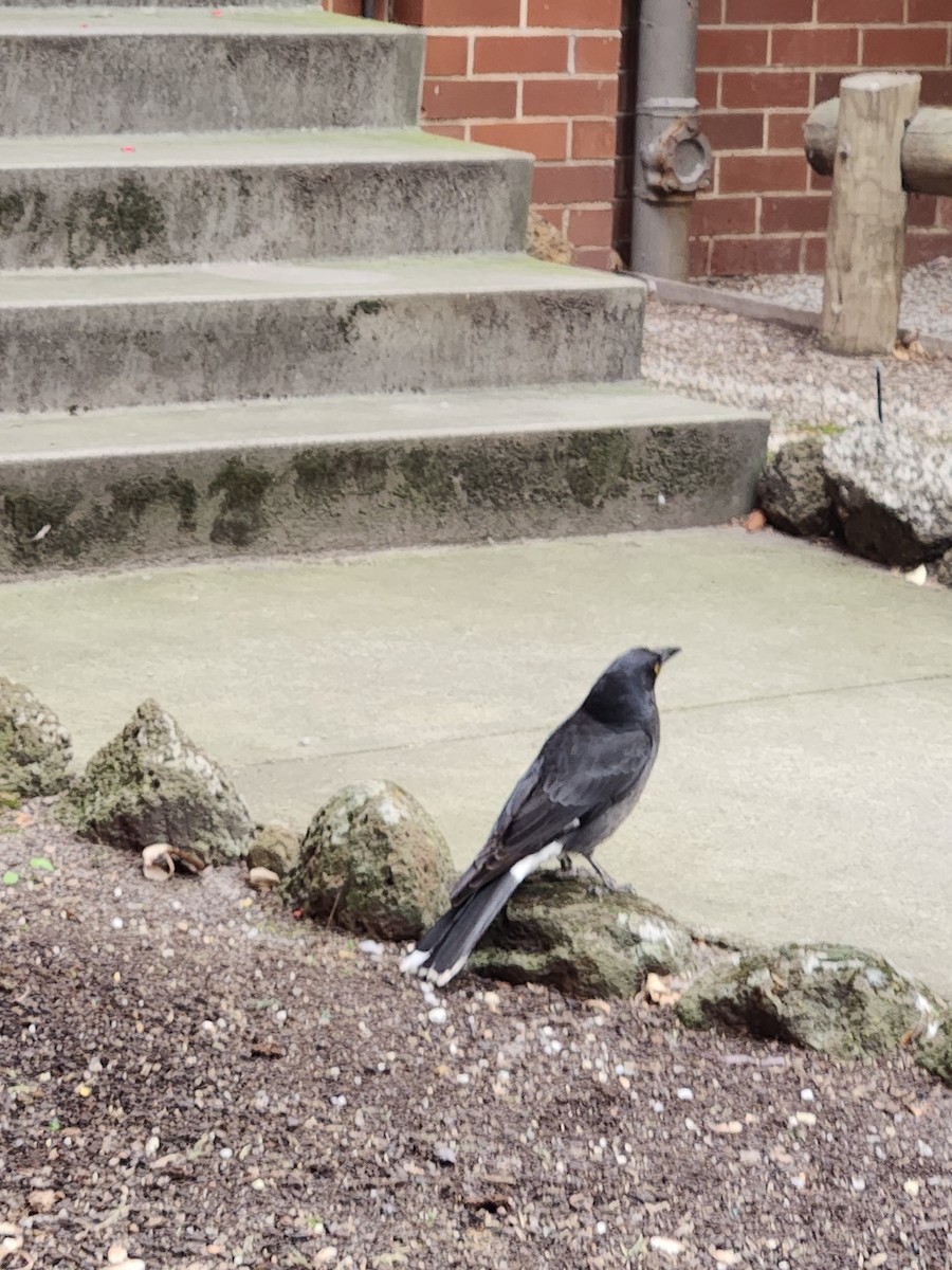 Pied Currawong - ML643179721