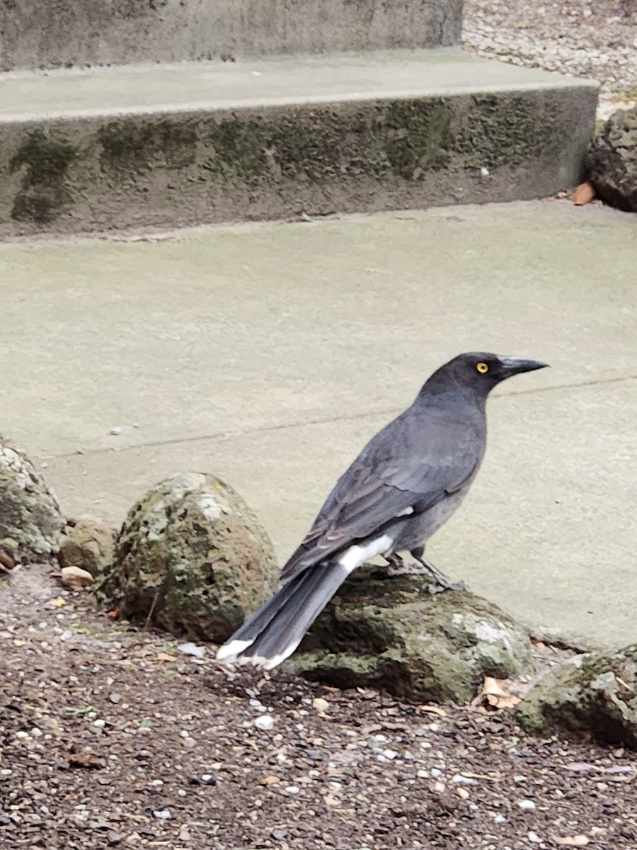 Pied Currawong - ML643179724