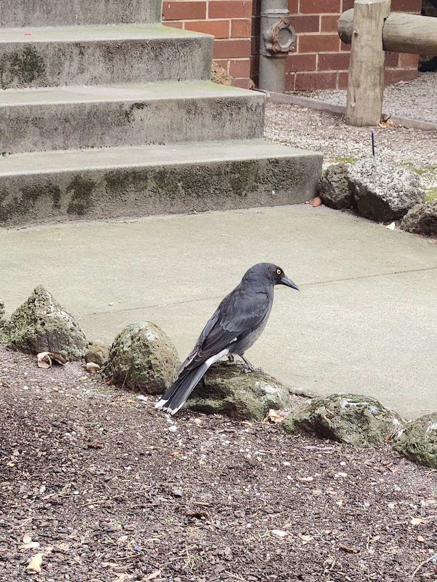 Pied Currawong - ML643179725