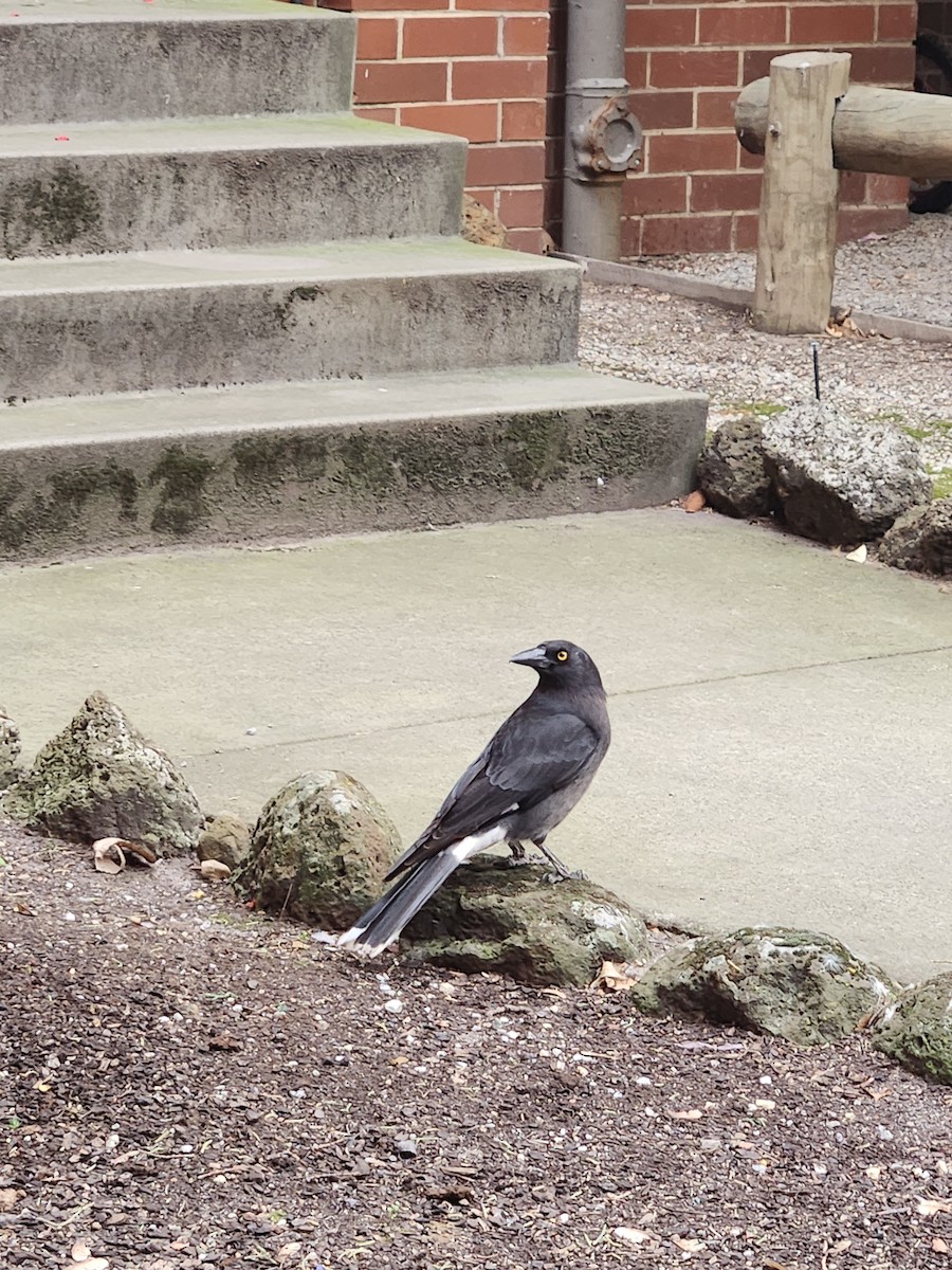 Pied Currawong - ML643179726