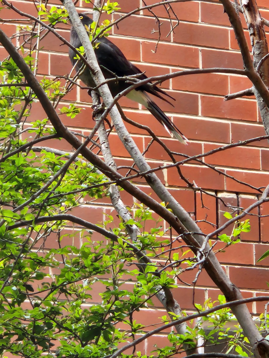 Pied Currawong - ML643179727