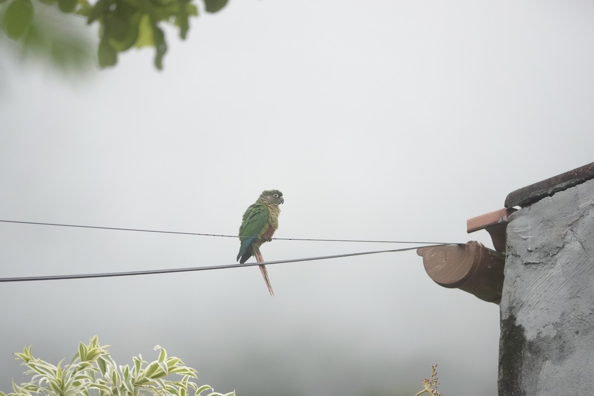 Maroon-bellied Parakeet - ML643179734