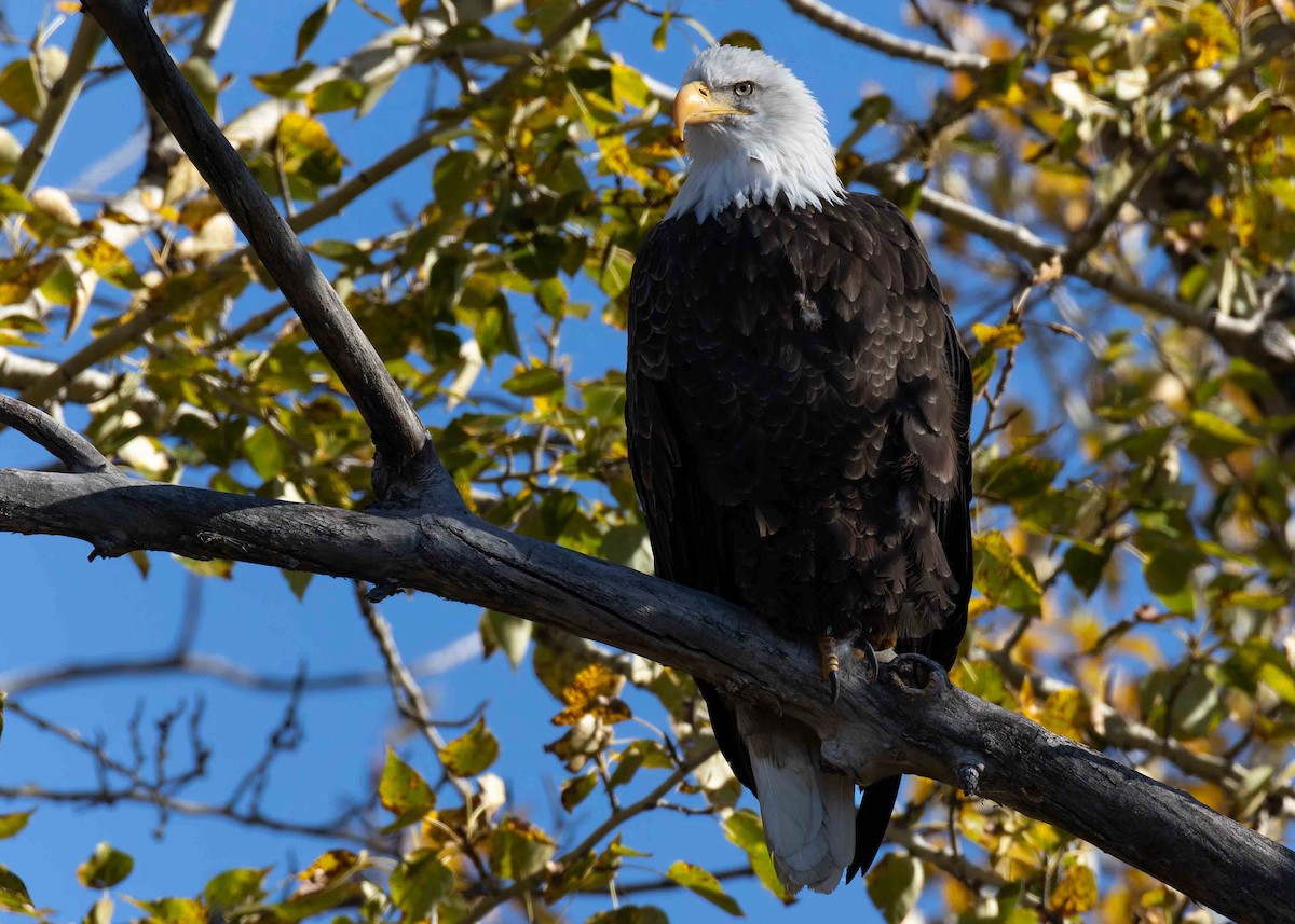 Itsas arrano buruzuria - ML643179735