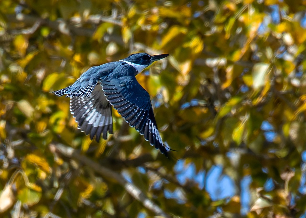 Martin handi iparramerikarra - ML643179737