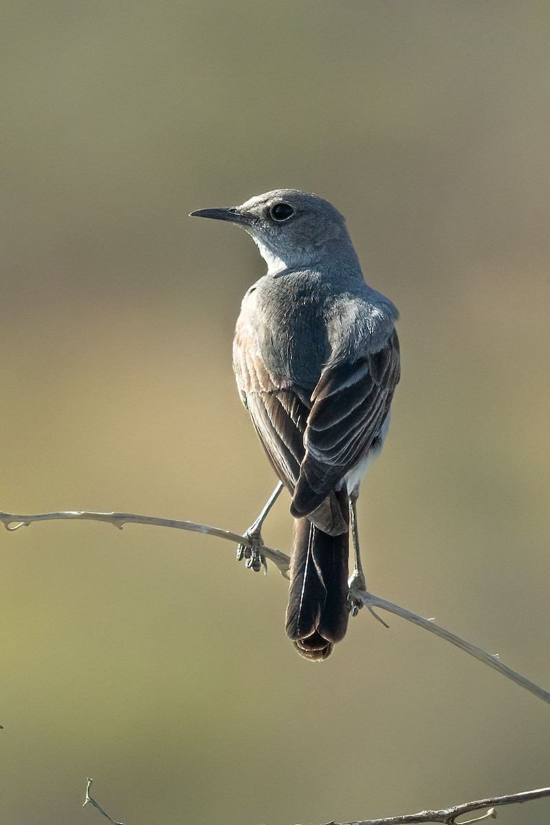 Karoo Chat - ML643179741