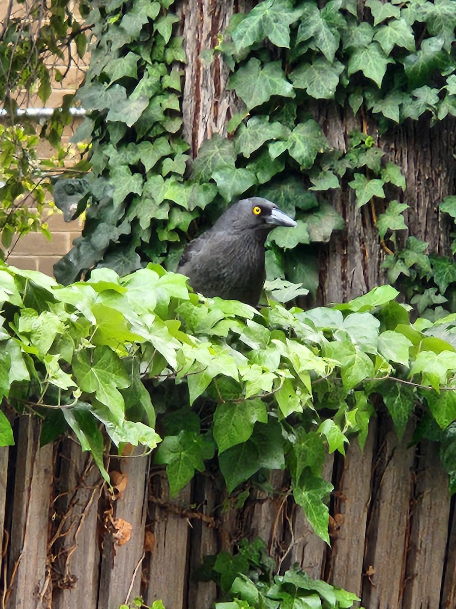 Pied Currawong - ML643179750