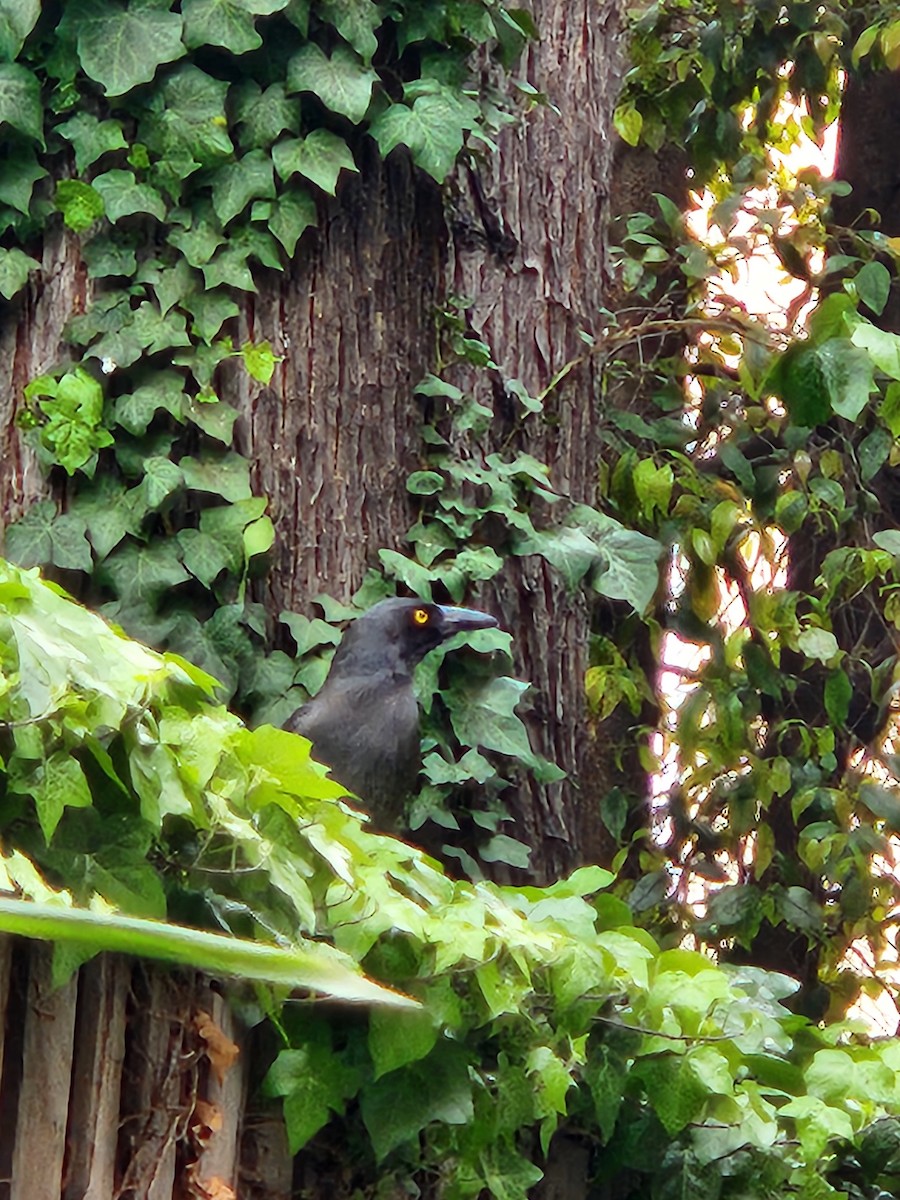 Pied Currawong - ML643179751