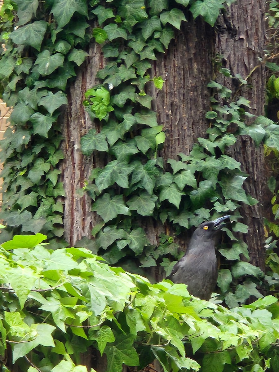 Pied Currawong - ML643179752