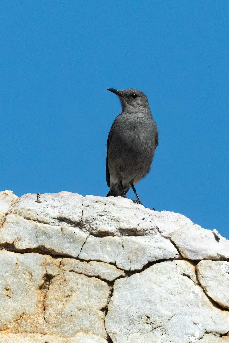 Mountain Chat - ML643179754