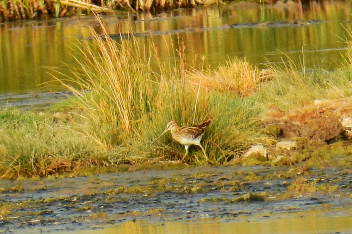 Common Snipe - ML643179760