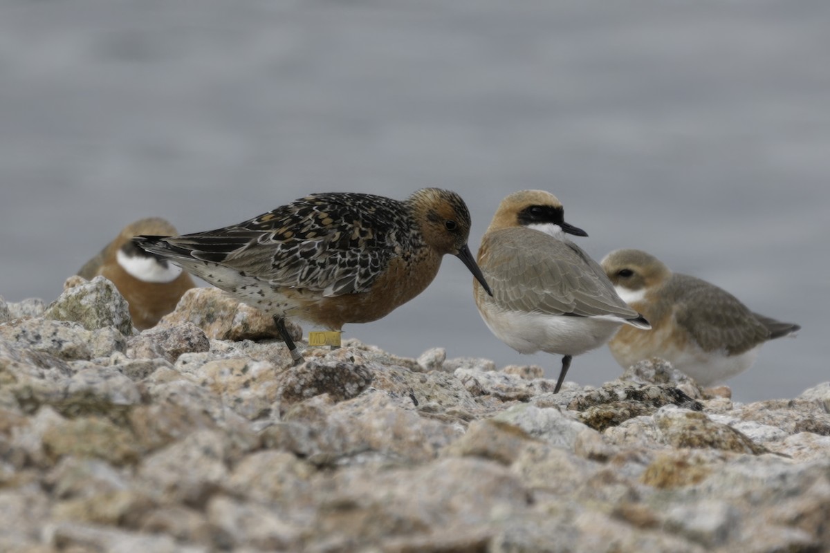 Red Knot - ML643179771