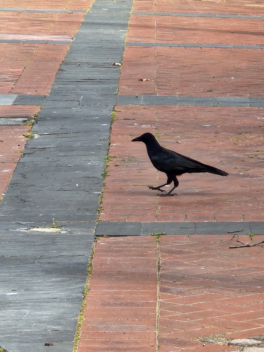 Little Raven - ML643179781