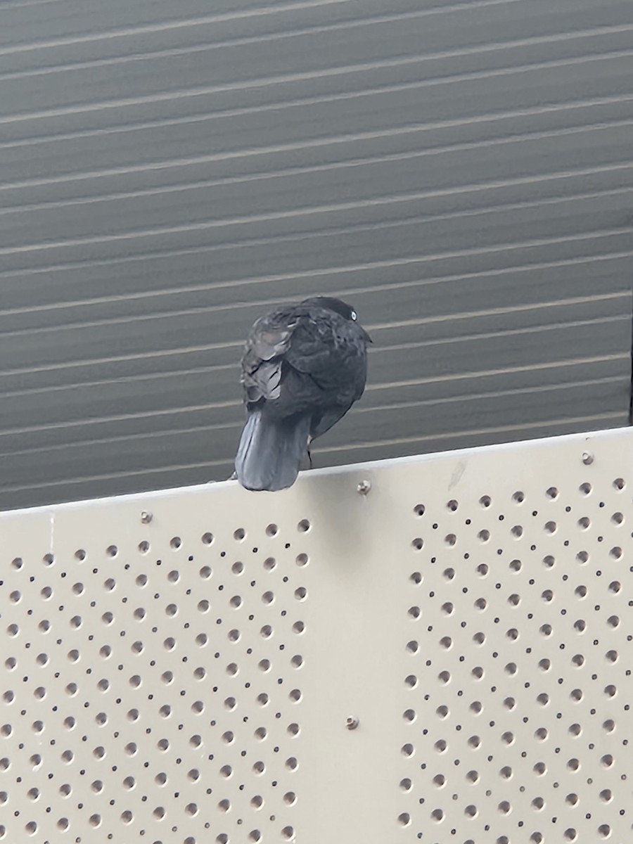 Little Raven - ML643179782