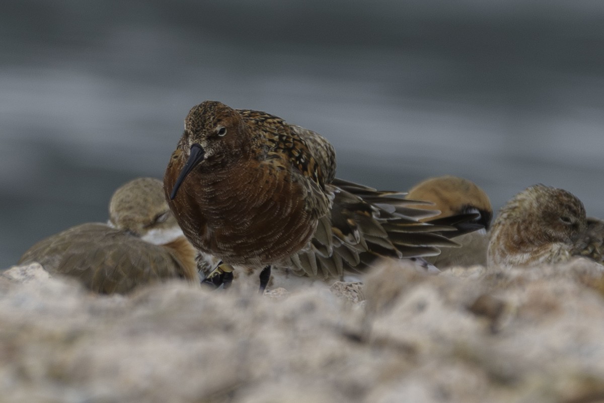 Curlew Sandpiper - ML643179804