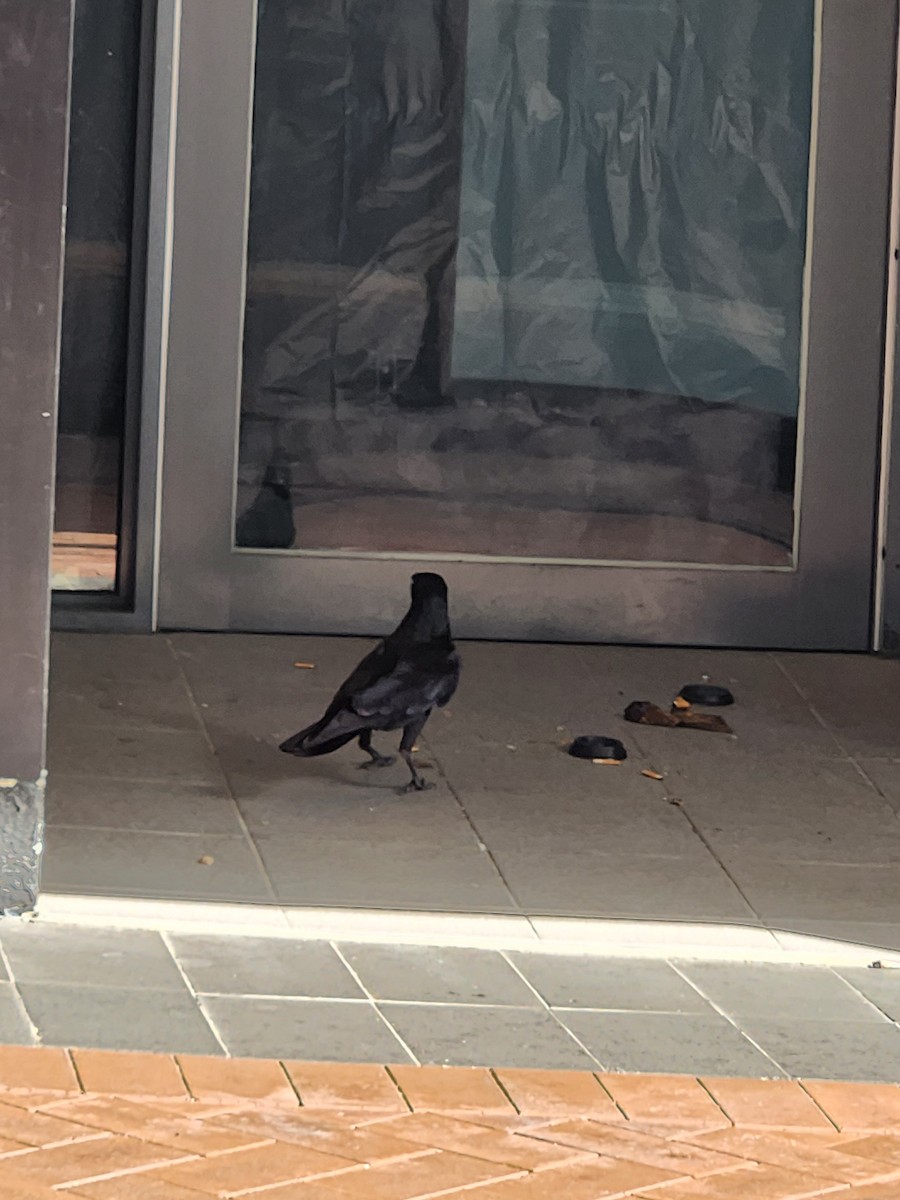 Little Raven - ML643179812