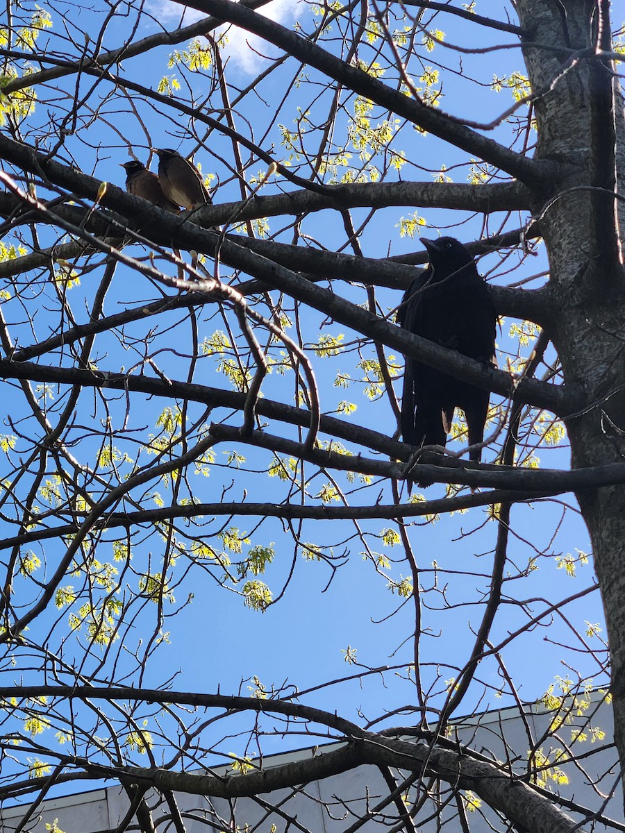 Little Raven - ML643179815