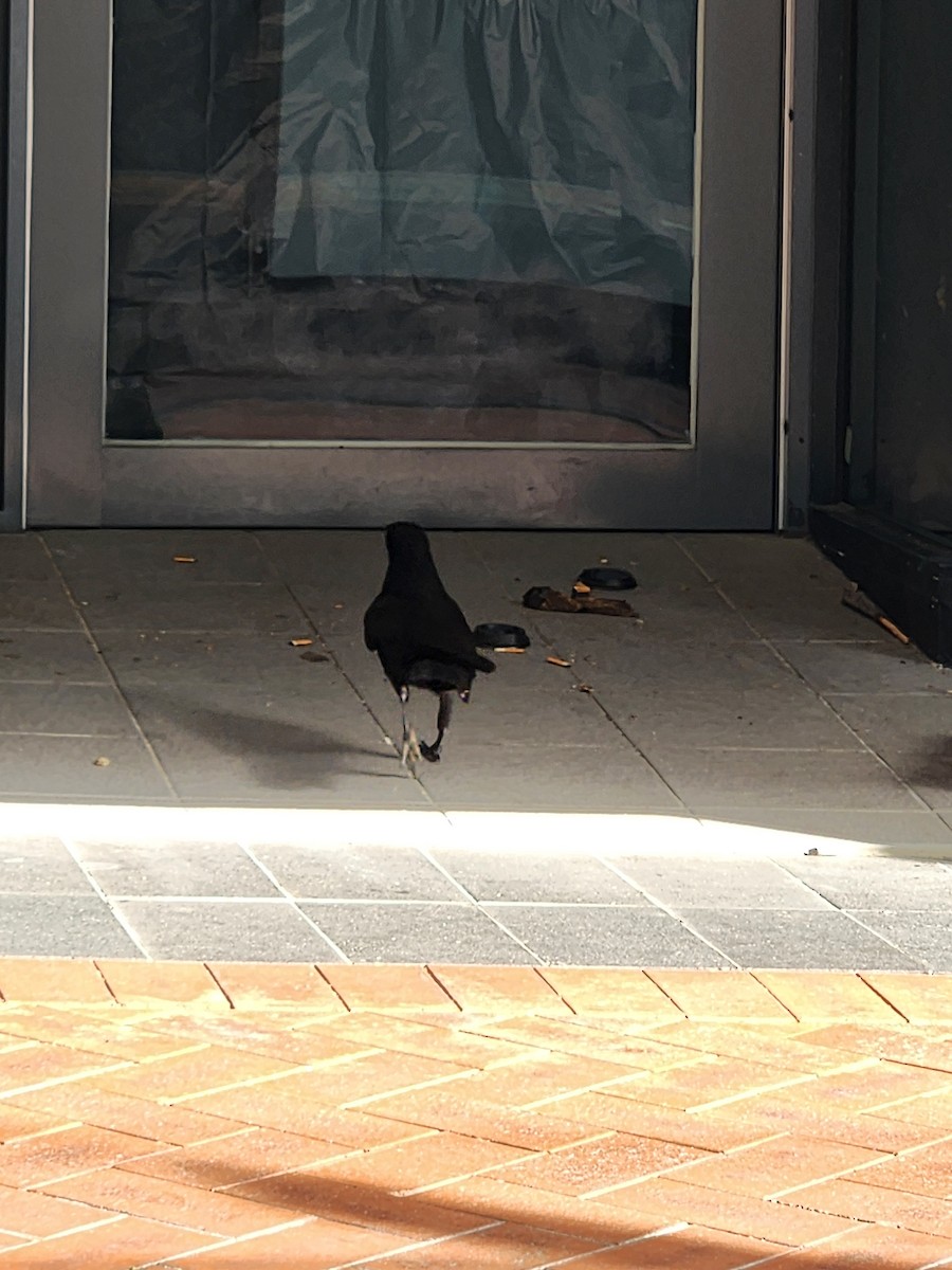 Little Raven - ML643179816