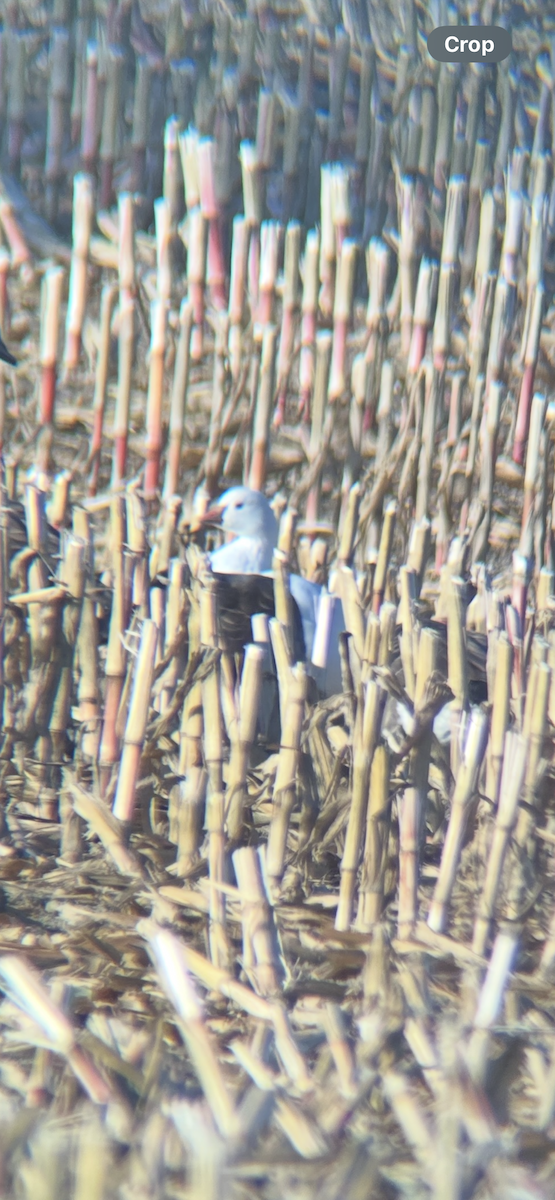 husa bělostná - ML643179819