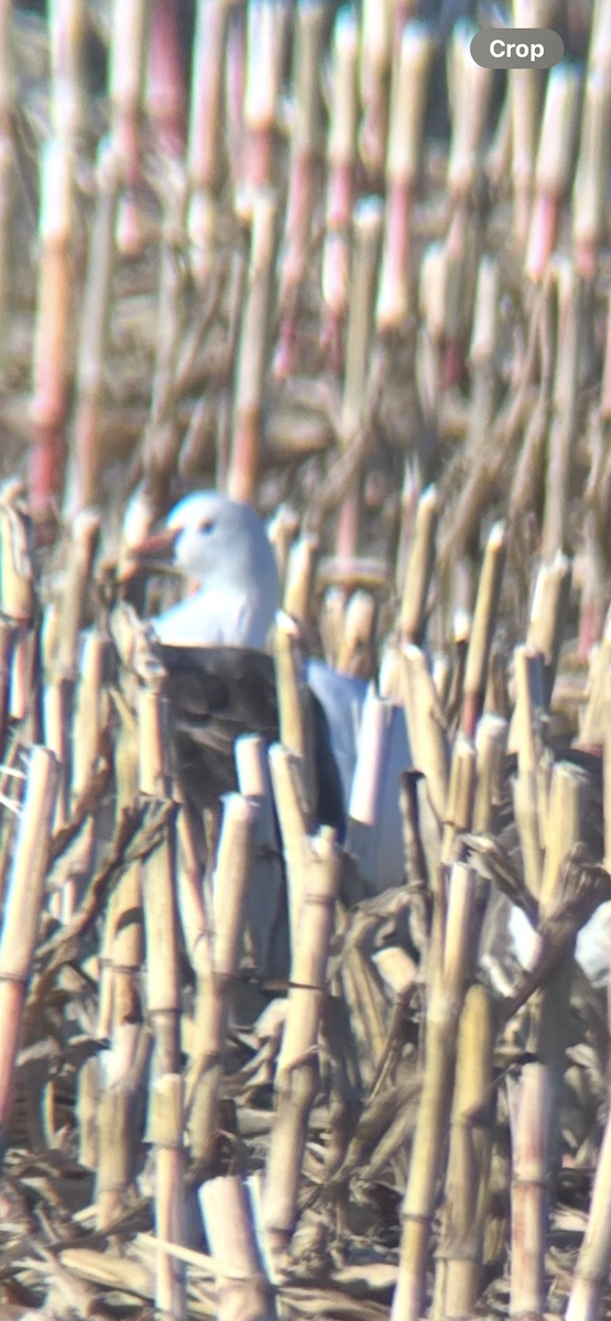 husa bělostná - ML643179820