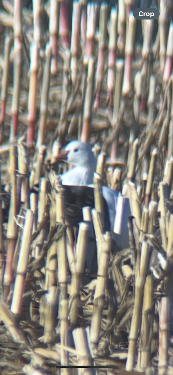 husa bělostná - ML643179821