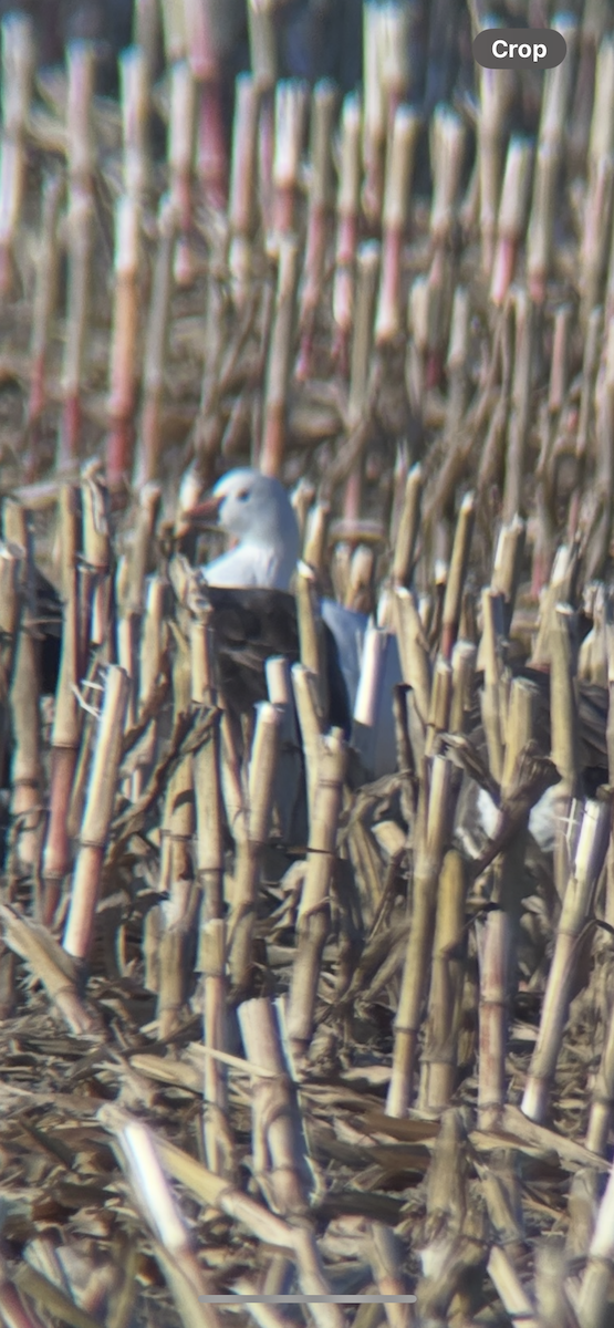 husa bělostná - ML643179822