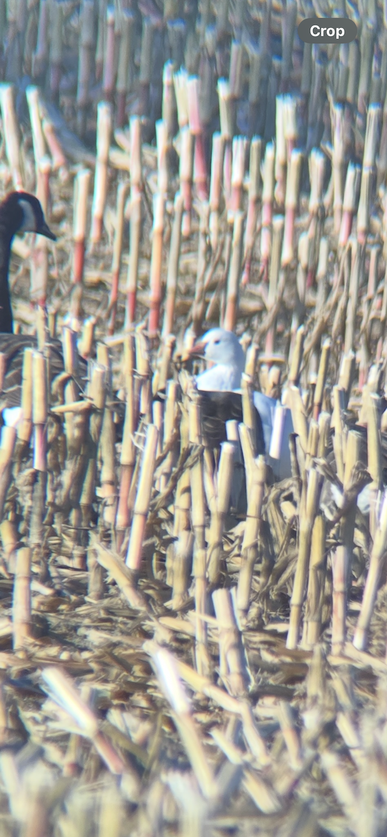 husa bělostná - ML643179841