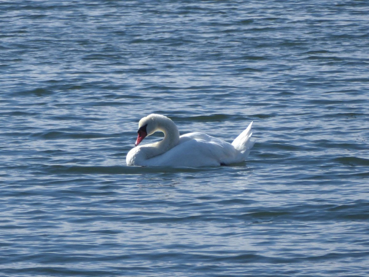 Mute Swan - ML643179854
