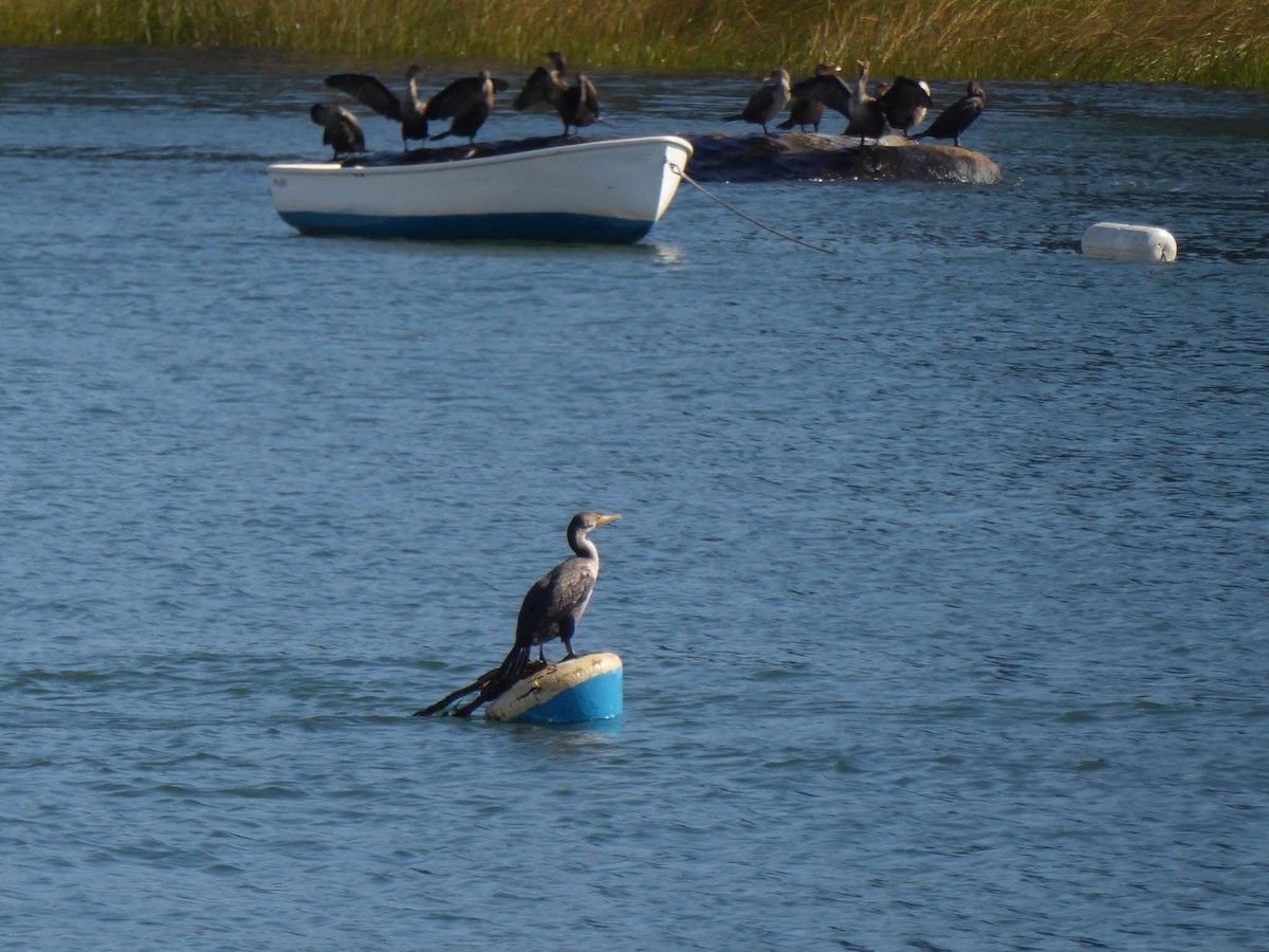 Double-crested Cormorant - ML643179857