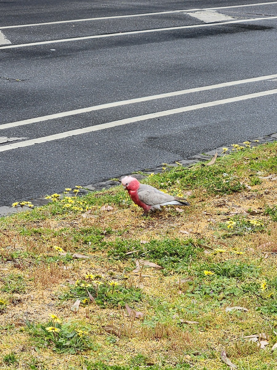 Galah - ML643179869