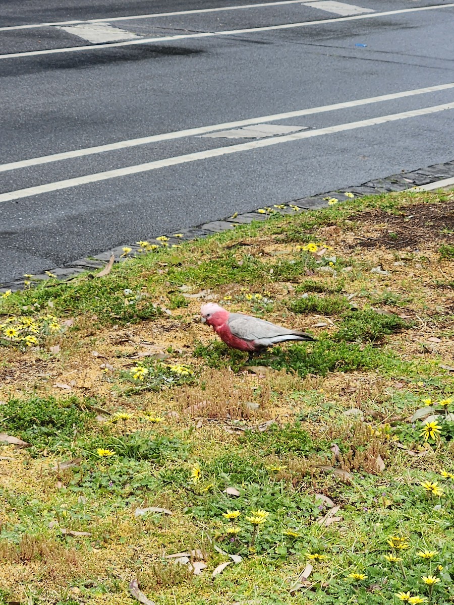 Galah - ML643179870
