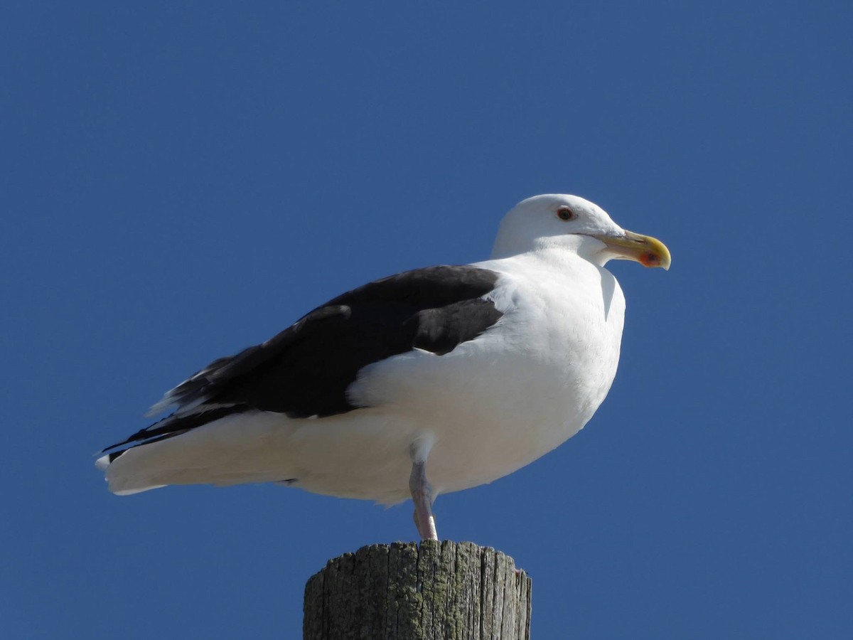 Great Black-backed Gull - ML643179872