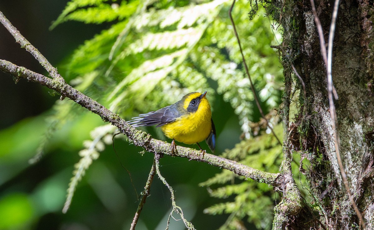 Yellow-bellied Fairy-Fantail - ML643179895