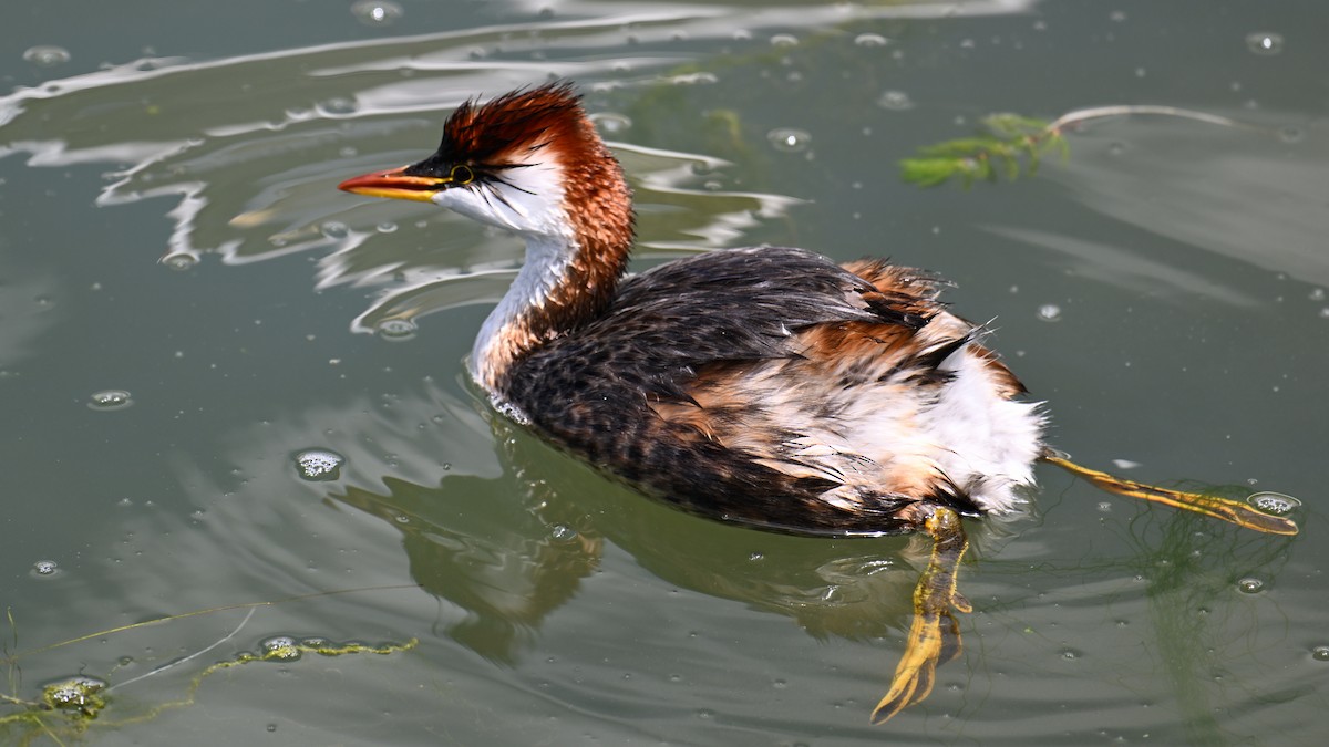 Titicaca Grebe - ML643179924