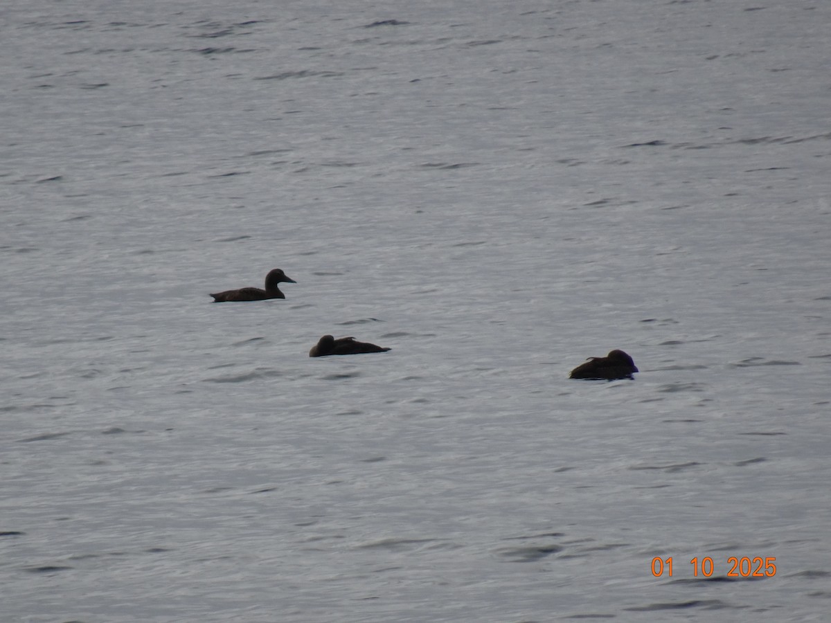 Common Eider - ML643179996