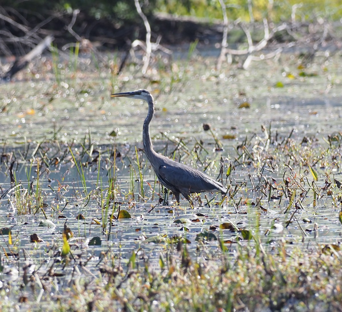 Great Blue Heron - ML643180005