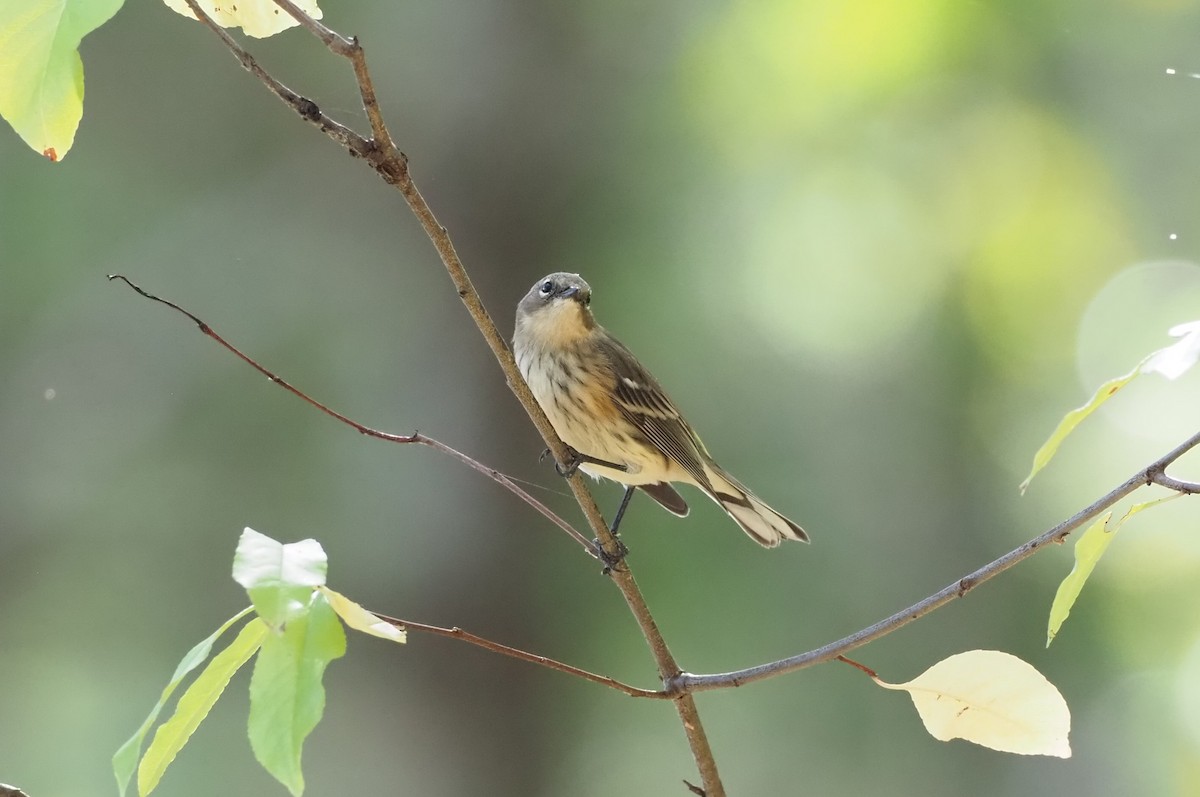 Yellow-rumped Warbler - ML643180027