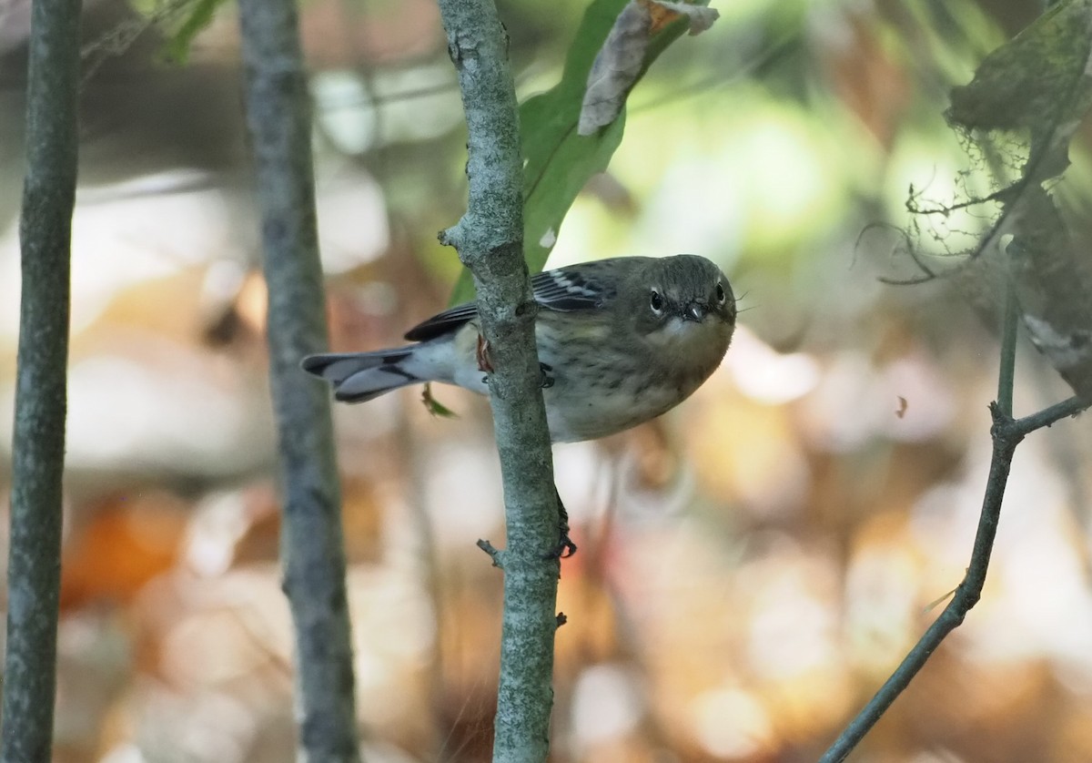 Yellow-rumped Warbler - ML643180028