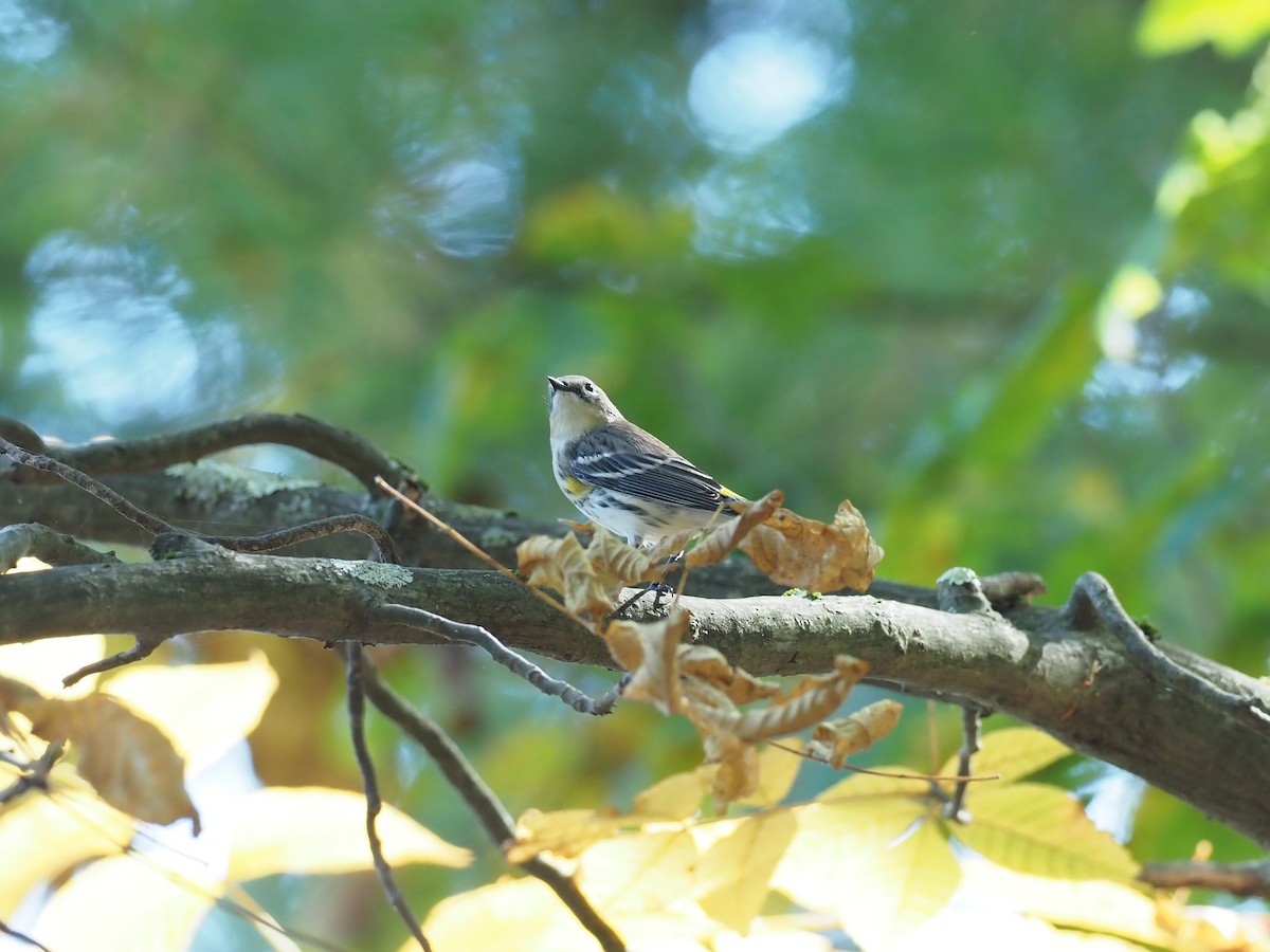 Yellow-rumped Warbler - ML643180029
