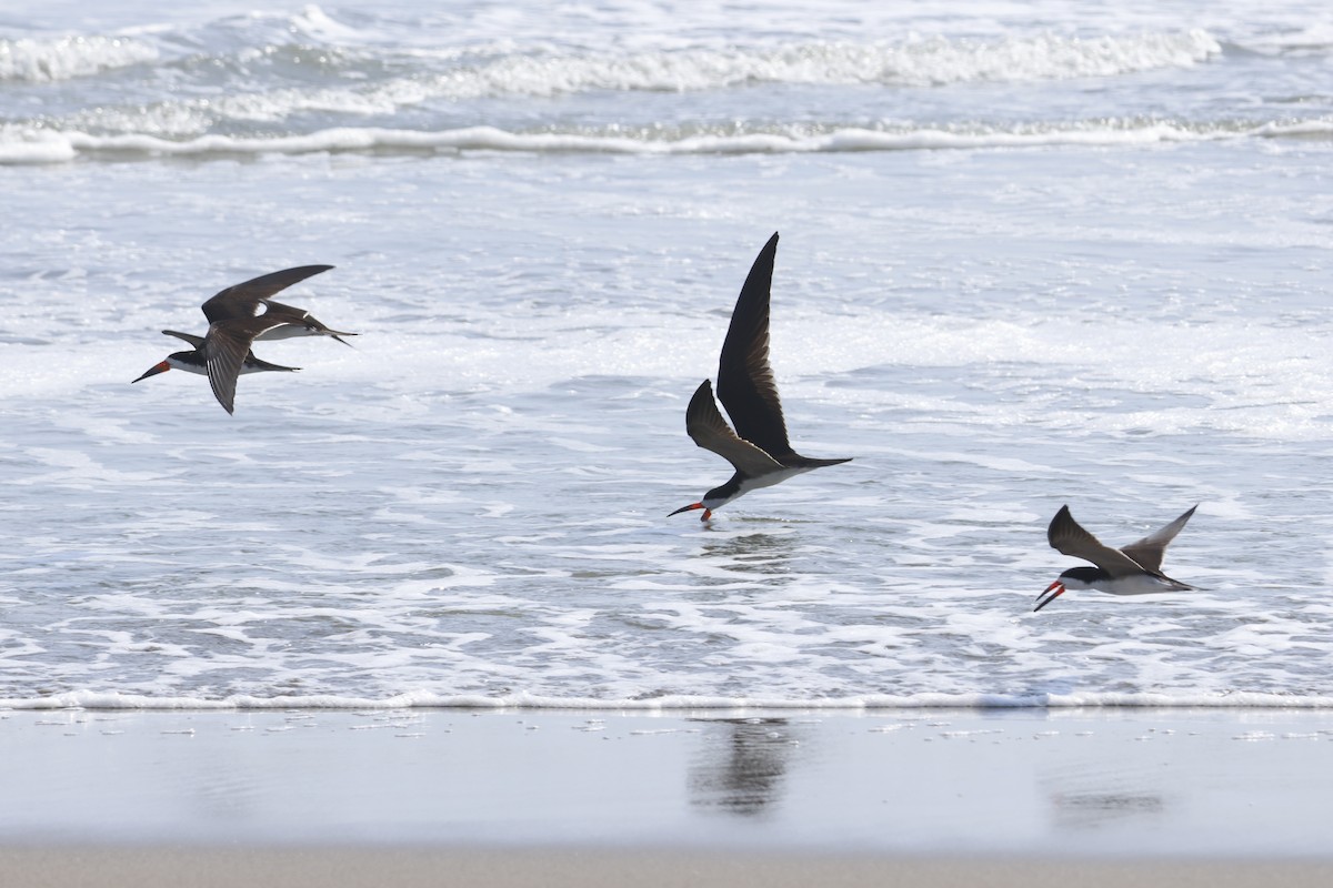 Black Skimmer - ML643180039