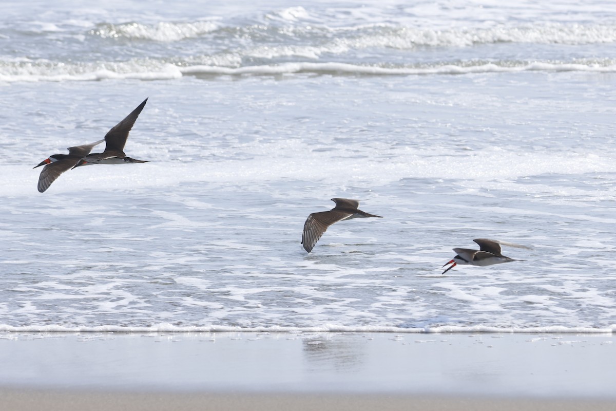 Black Skimmer - ML643180040