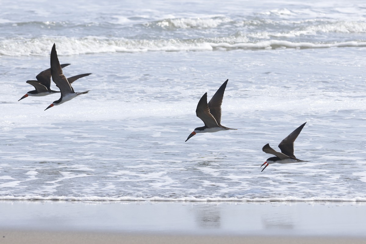 Black Skimmer - ML643180041