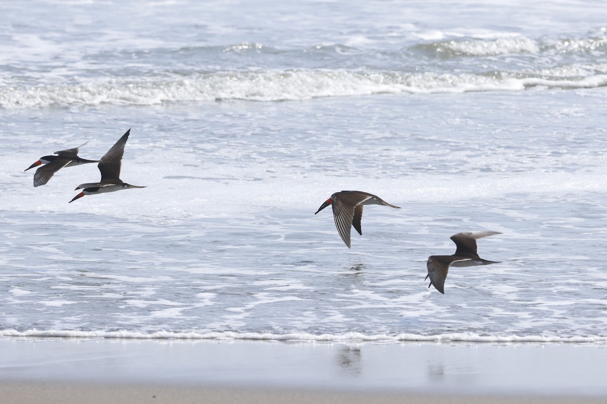 Black Skimmer - ML643180042
